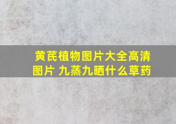 黄芪植物图片大全高清图片 九蒸九晒什么草药